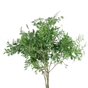 Lentisco verde