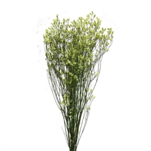 Limonium Sinesis Amarill